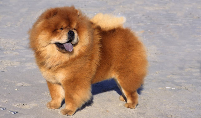 Chow Chow Dog Breed