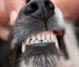 Up close view of dog's teeth