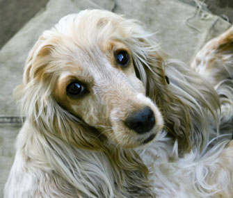 Cocker Spaniel Ear Infection