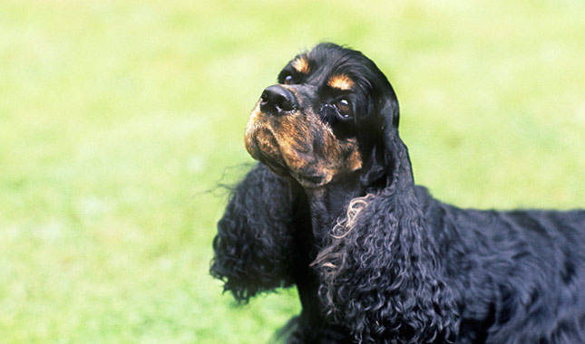 Cocker Spaniel Dog Breed