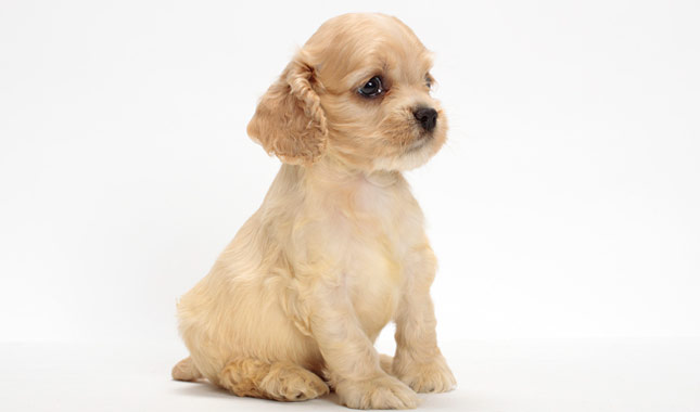 Cocker Spaniel Dog Breed