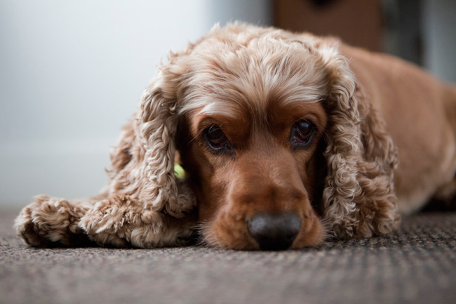 Cocker Spaniel