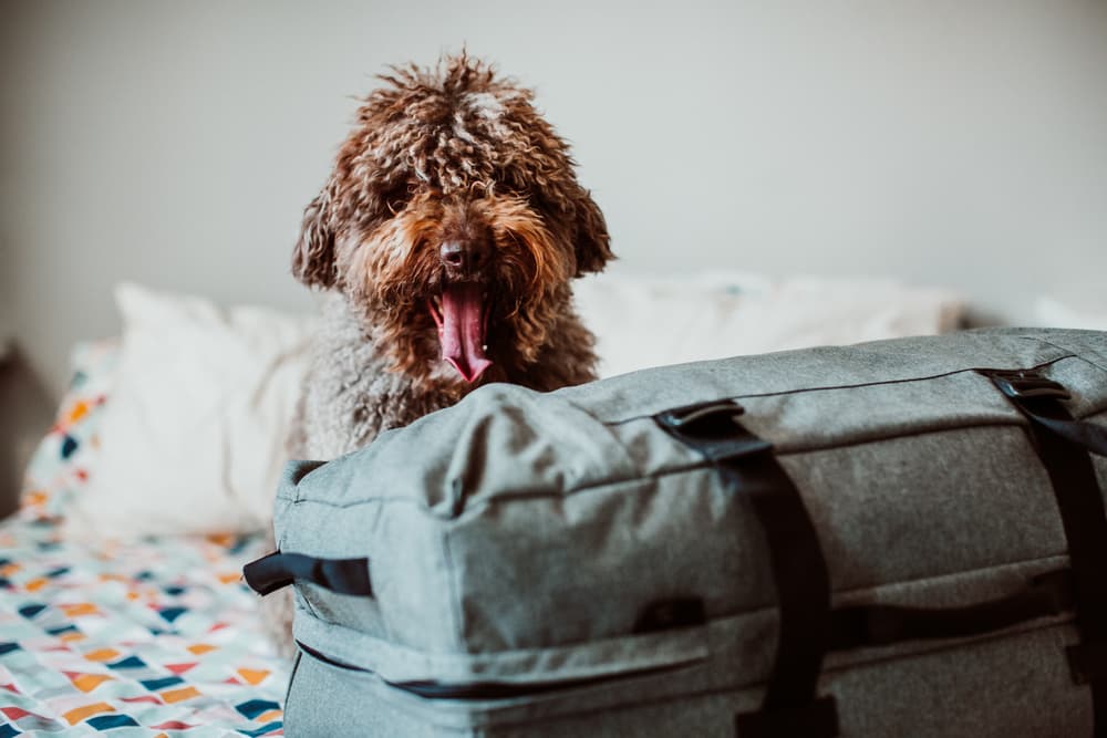 The 7 Best Collapsible Dog Crates of 2025