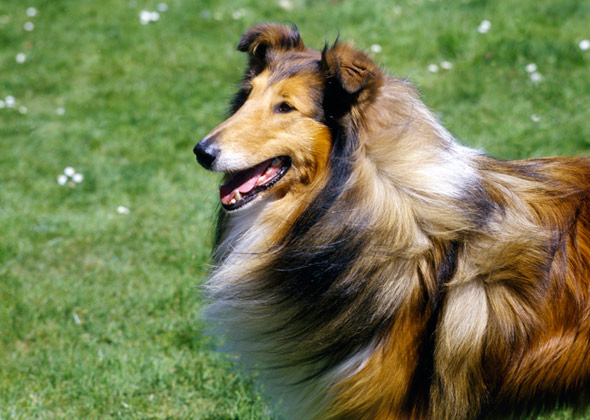 Collie