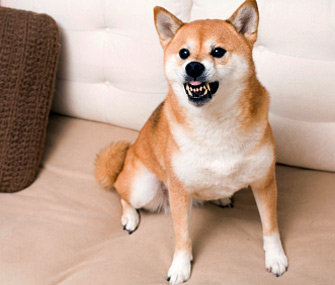 Aggression in Dogs
