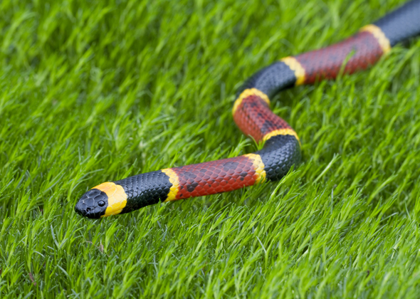 Eastern Coral Snake