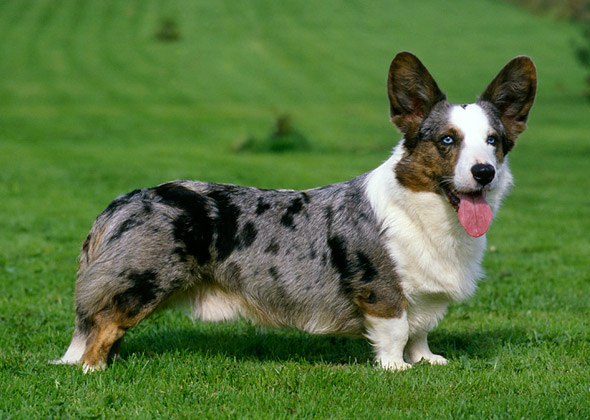 Cardigan Welsh Corgi