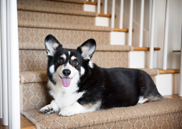 Pembroke Welsh Corgi