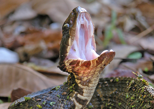 Cottonmouth Snake
