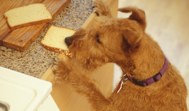 Dog Counter Surfing