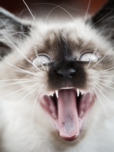Crazy Cat