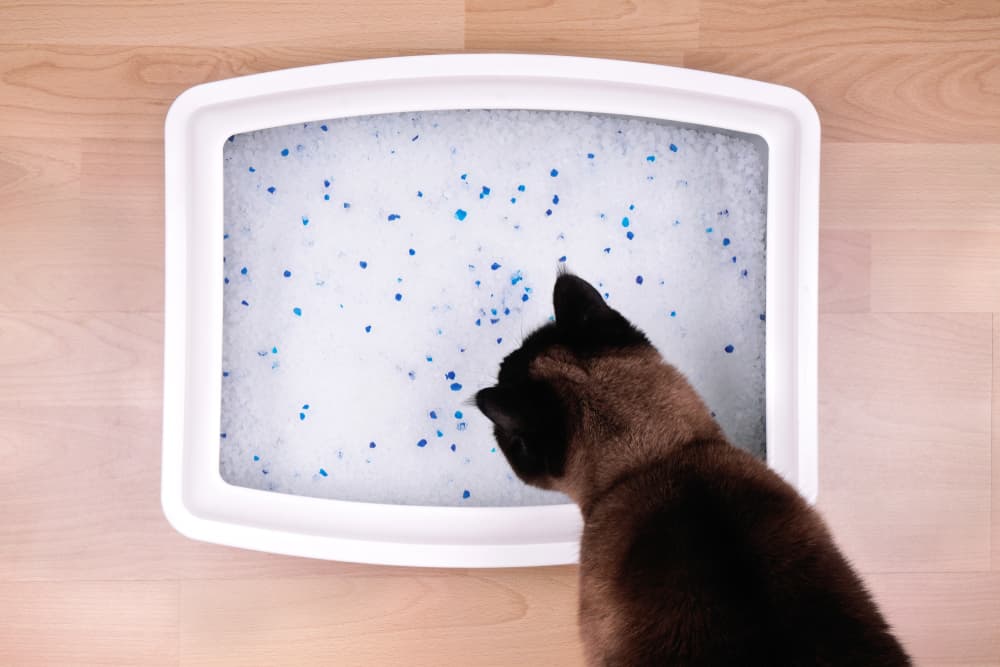 7 Best Crystal Cat Litter Picks of 2025