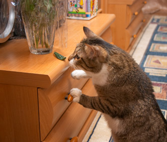 Curious cat climbing dresser