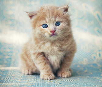 Cute Kitten