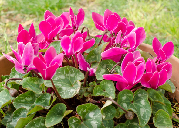 Cyclamen