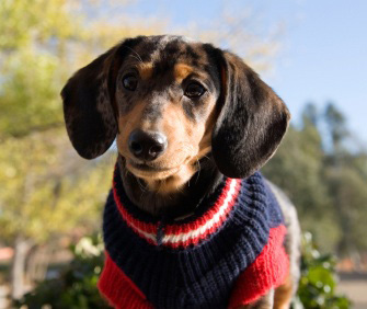 Dachshund Wearing Sweater