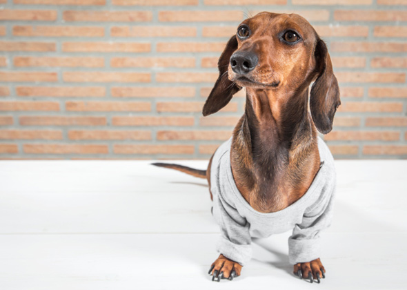 Expand Your Dog's Wardrobe