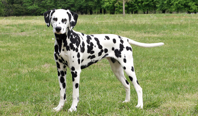 Dalmatian Dog Breed