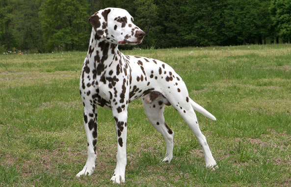 Dalmatian Dog Breed
