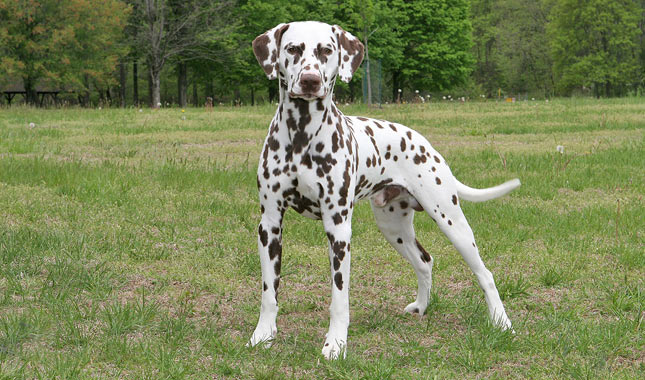 Dalmatian Dog Breed 