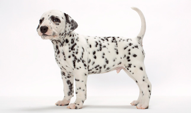Dalmatian puppy