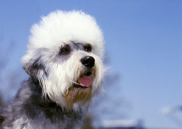 Dandie Dinmont Terrier