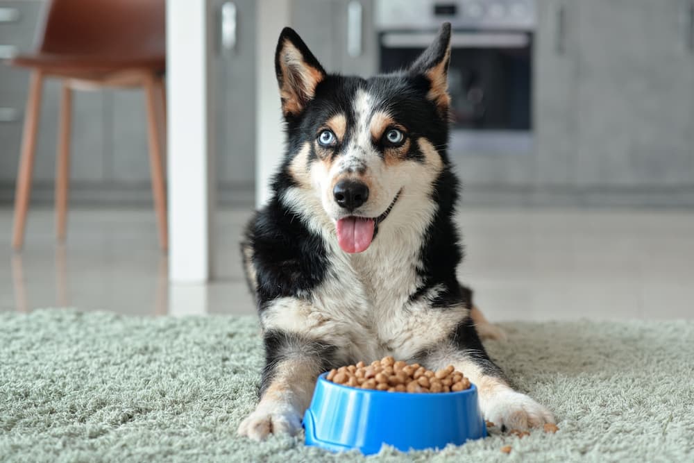6 Best Dehydrated Dog Food Formulas of 2025