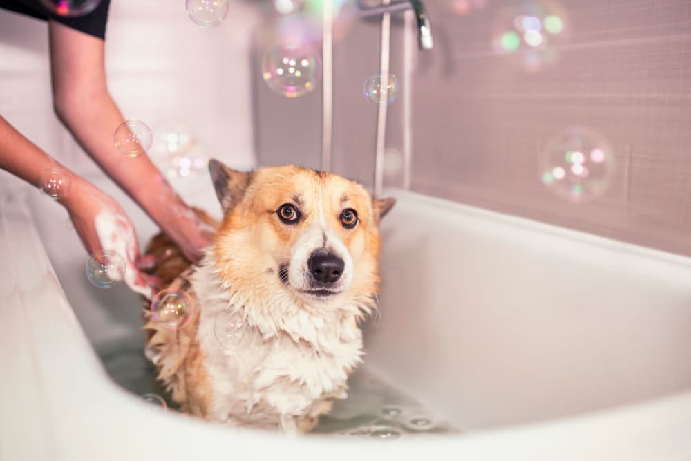 8 Best Deshedding Shampoos for Dogs of 2025