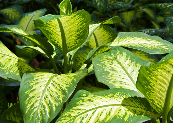 Dieffenbachia
