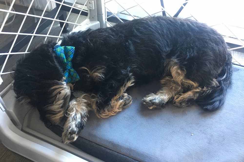Dog taking a nap on the Snooz