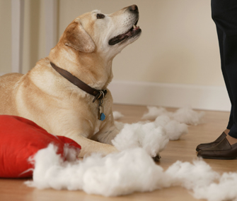 Dog chewing up pillow