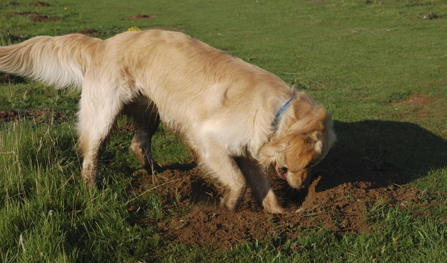 Dog Digging Garden