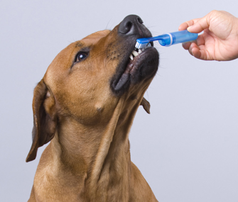 Dog getting his teeth brushed