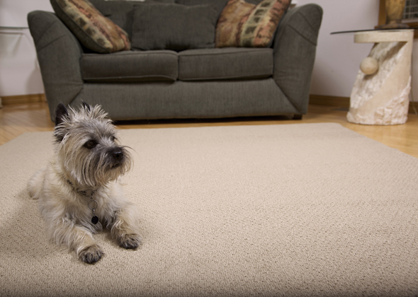 Invest in Nonslip Rugs
