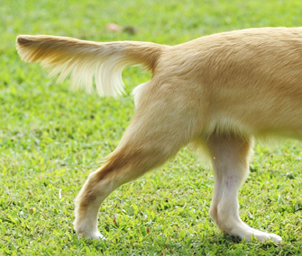 Dog tail