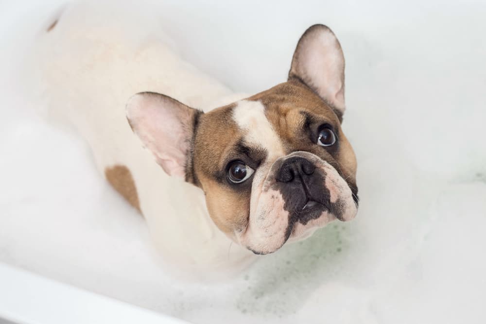 6 Best Dog Bathtubs of 2025