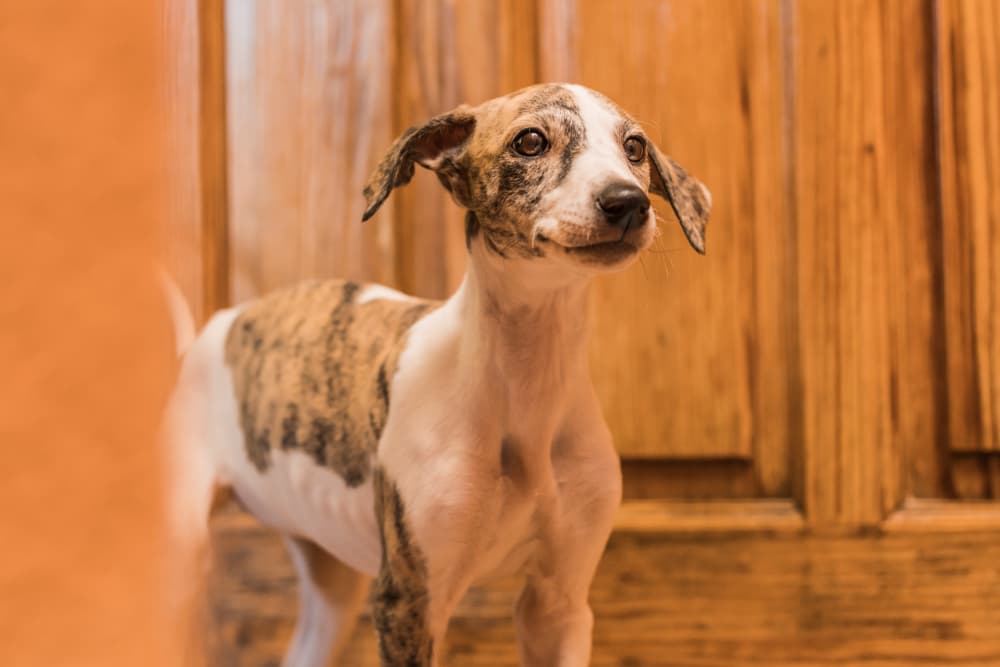 7 Best Belly Bands for Dogs in 2025
