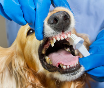Dog getting teeth brushed