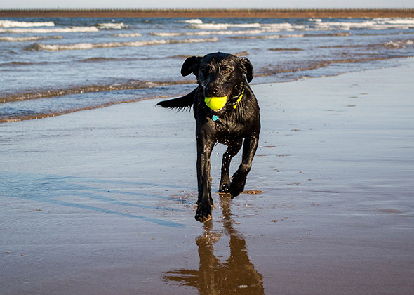 When Your Dog Keeps Chasing Her Ball Into The Water