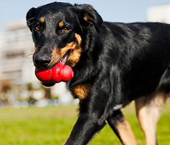 Dog chewing Kong