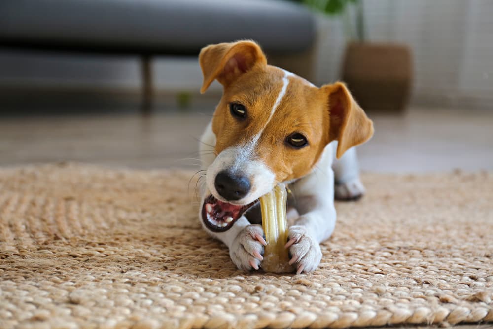 Top 12 Dog Toys for Aggressive Chewers of 2025