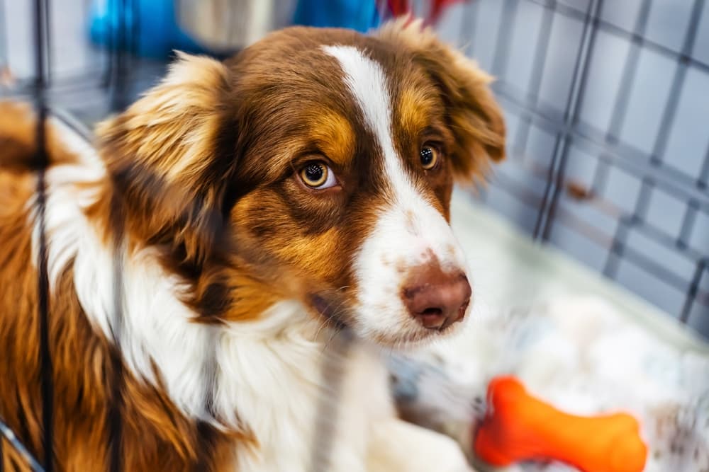 8 Best Dog Crate Pads of 2025