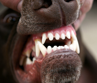 Dog Teeth
