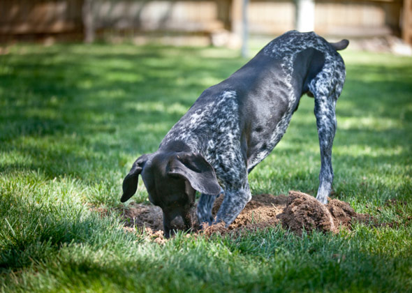 When Your Dog Chomps on Plants In Your Lawn and Garden