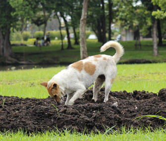 Dog digging in yard
