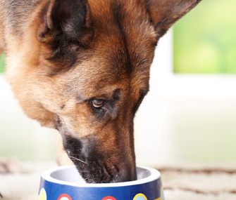 Dog Eating