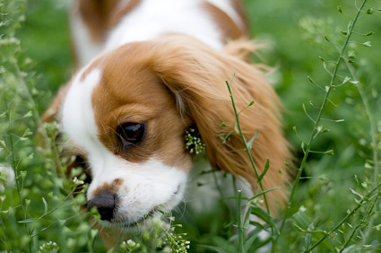 My Pet Won't Stop Eating Grass. What's Going On?