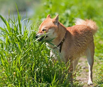 Dog eating grass