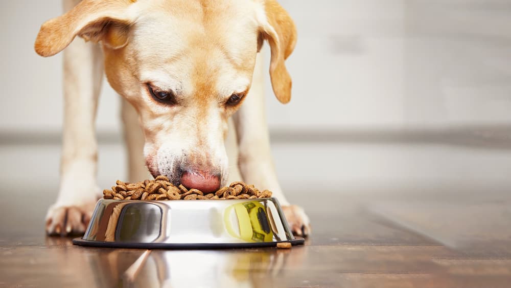 The Best Dog Food of 2025
