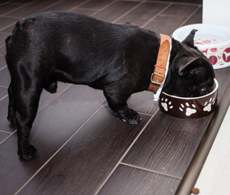 Dog Eating